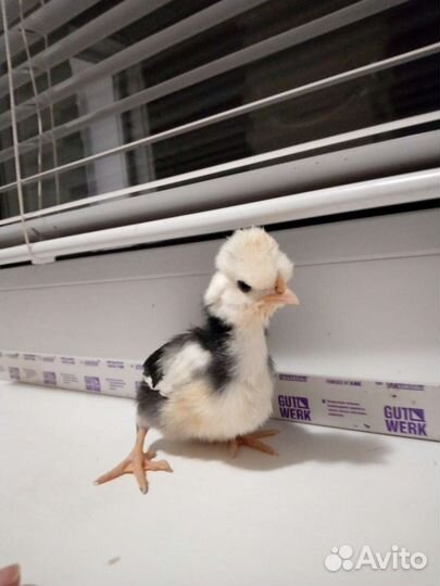 Гусята серые и подрощенные цыплята