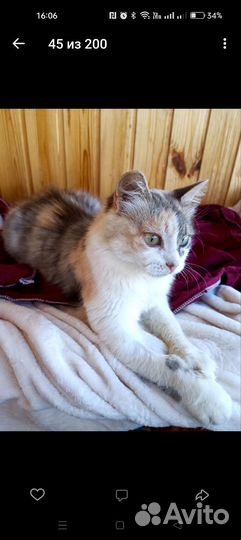 Кошка в дар