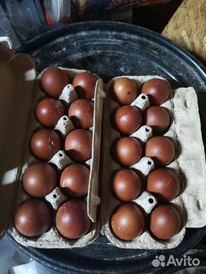 Инкубационное яйцо черно-медного марана