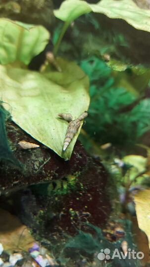 Аквариумные улитки мелании