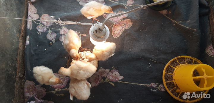 Цыплята бройлеры Рос 308. Кобб 500