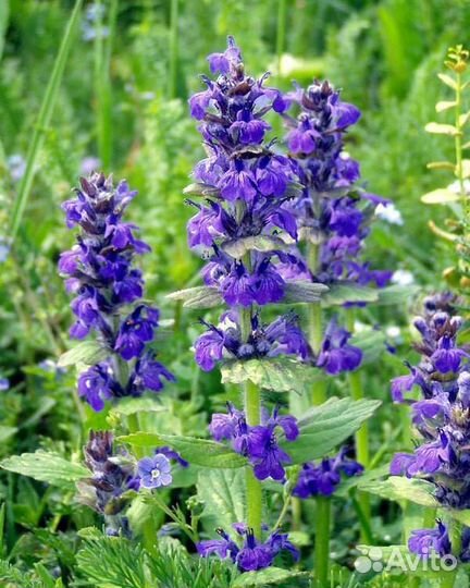 Почвопокровные и низкорослые многолетники