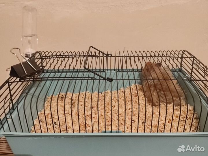 Сирийский хомяк, джунгарики