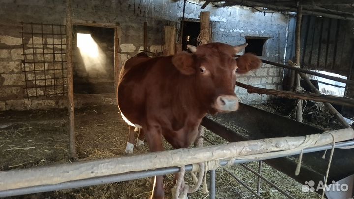 Телка 1.5 года нетель
