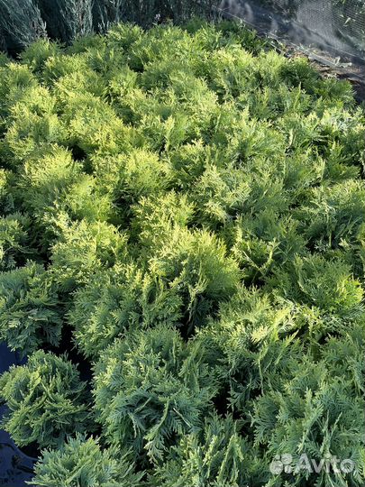 Хвойные растения