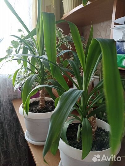 Пальма юкка