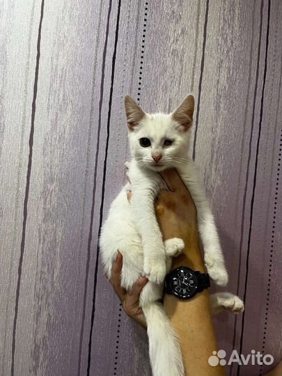 Кошка в дар