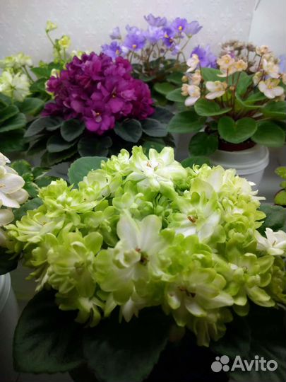 Фиалки мини и полумини