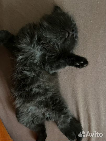 Кошечка в добрые руки