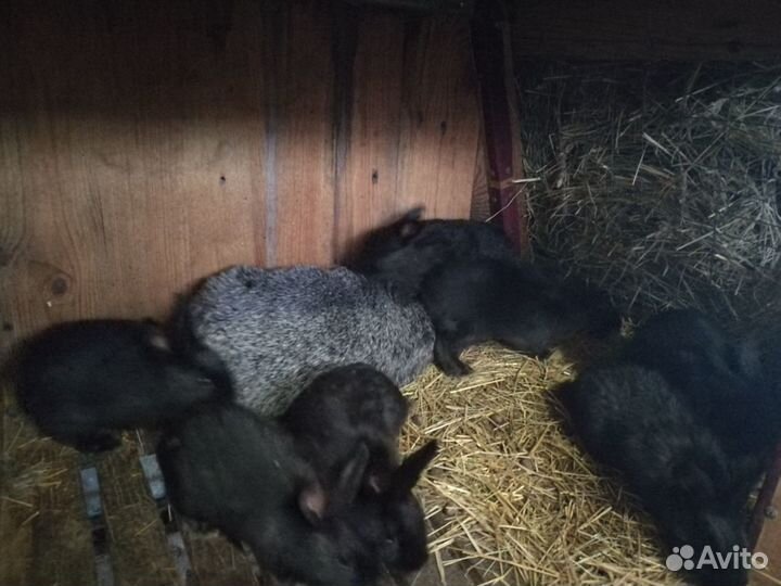 Советское(полтавское) серебро