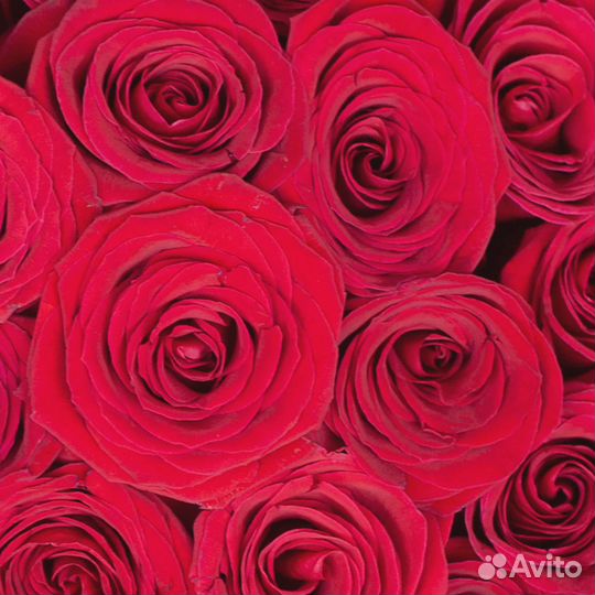 Букет красных роз, Эквадор, 60см 101 шт