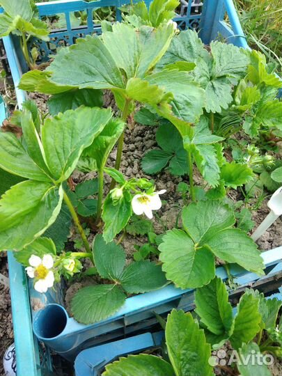 Саженцы клубники