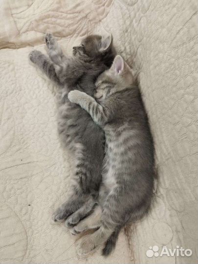 Шотландские котята