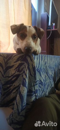 Вязка Джек Рассел Терьер