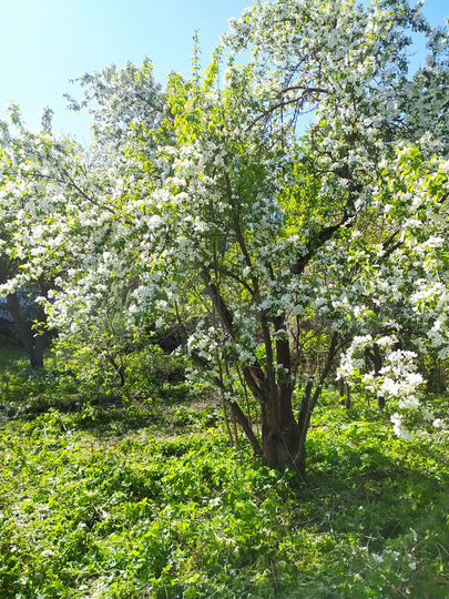 Участок 5,3 сот. (СНТ, ДНП)