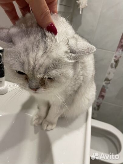 Кот окрас шиншилла