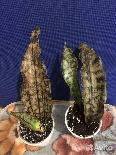 Сансевиерия Биг Ливс Браун