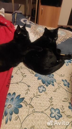 Отдам бесплатно