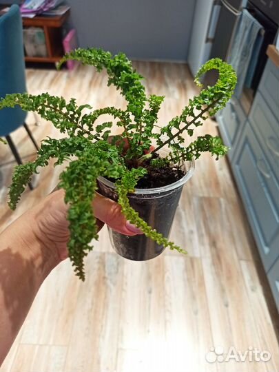 Нефролепис Эмина