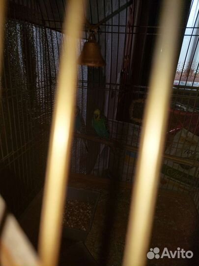 Клетка с попугаями