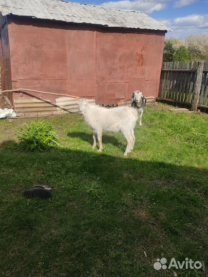 Козлик ламанча