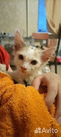 Котенок ищет дом