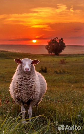Овцы бараны