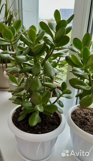 Крассула толстянка