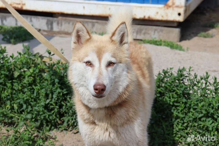 Мини-хаски в дар