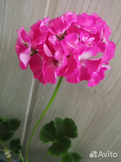 Пеларгония зональная