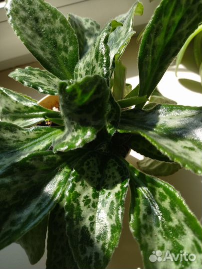 Примулина sinensis 'Betty'