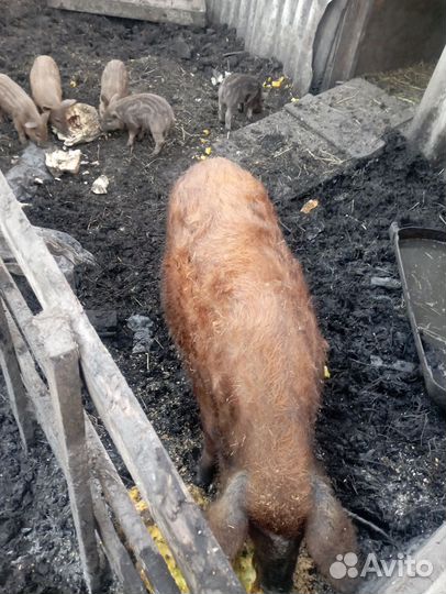 Венгерская мангалица