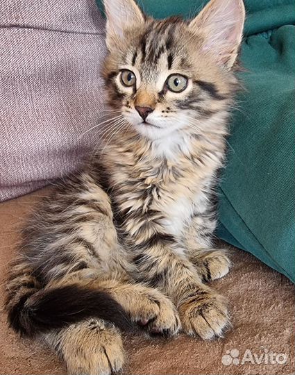 Котята в добрые руки бесплатно