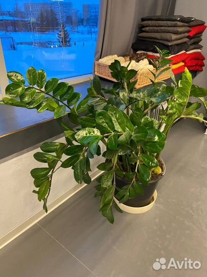 Замиокулькас