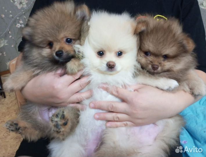 Щенки шпица