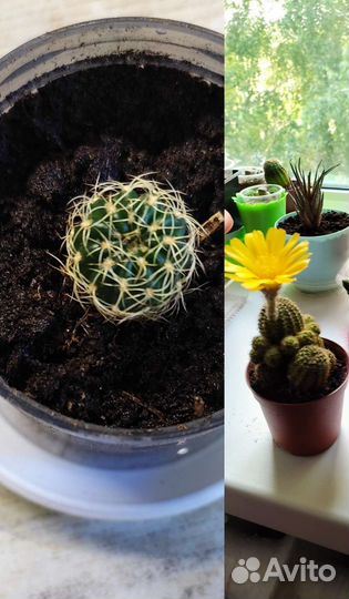 Комнатные растения (гибискус, кактусы)