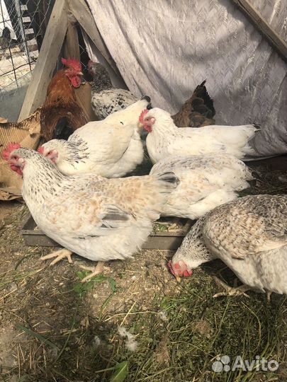 Куры молодки несушки Мастер Грей 3,5мес