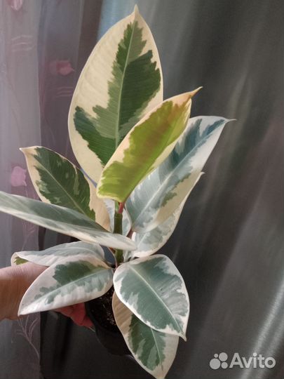 Комнатные растения.Фикус Тинеке