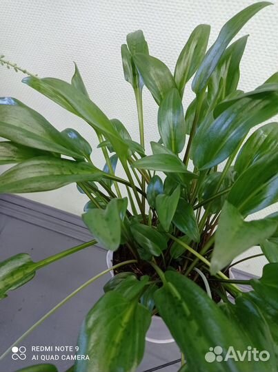 Комнатные растения