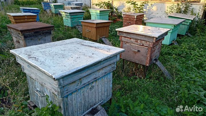 Улей с пчелами