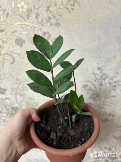 Комнатные растения