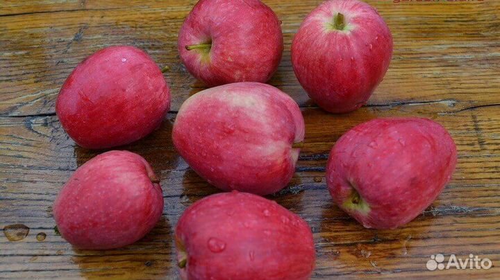 Яблоки ранетки