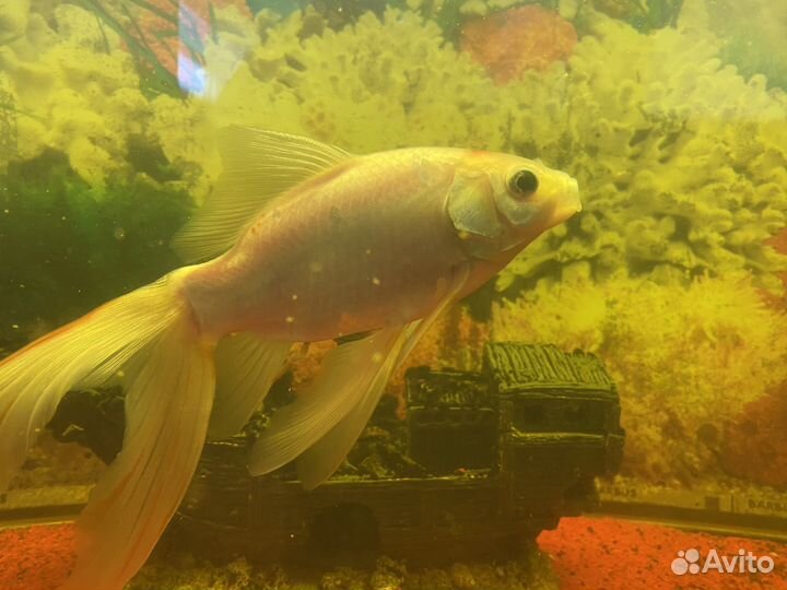 Аквариум с тумбой 250 литров