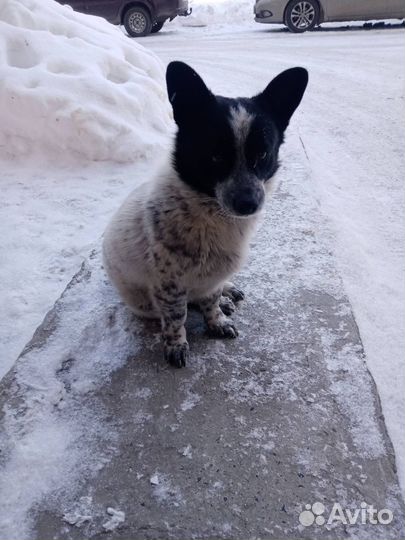 Песик в добрые руки