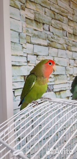 Продается парочка попугаев 
