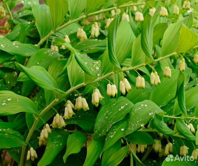 Кампсис, юкка саженцы