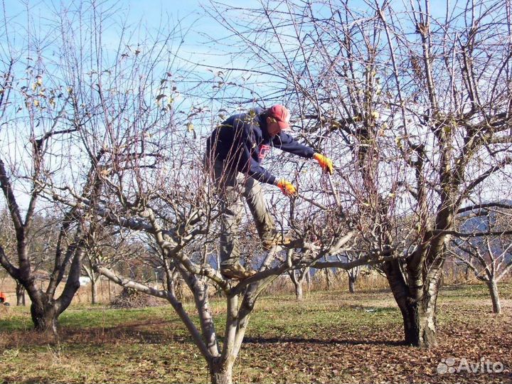 Осенняя обрезка плодовых деревьев и кустарников