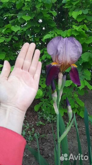 Ирис