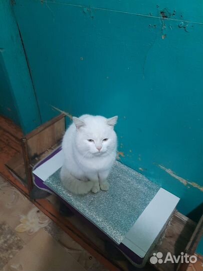 Отдам котика в добрые руки