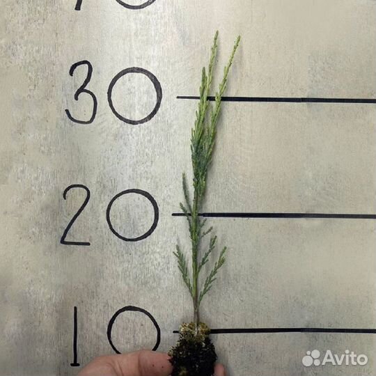 Скальный можжевельник Скайрокет 20-35см